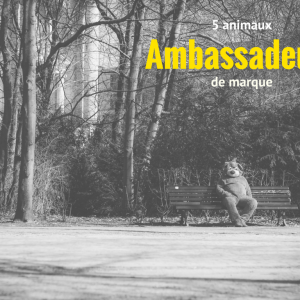 5 ambassadeurs
